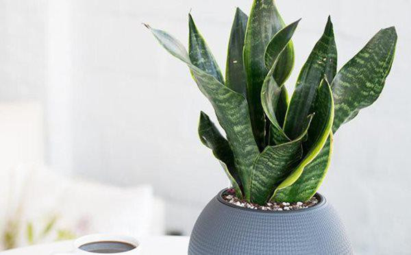 Cay luoi ho vua co tac dung hut doc to, phong thuy