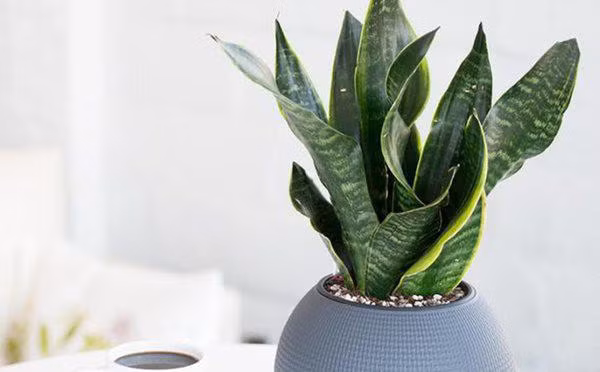 Cay luoi ho vua co tac dung hut doc to, phong thuy