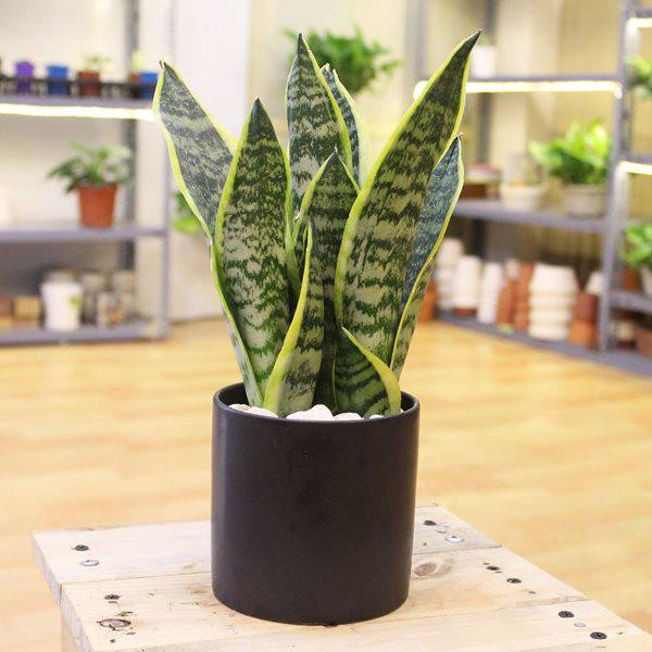 Cay luoi ho vua co tac dung hut doc to, phong thuy-Hinh-3