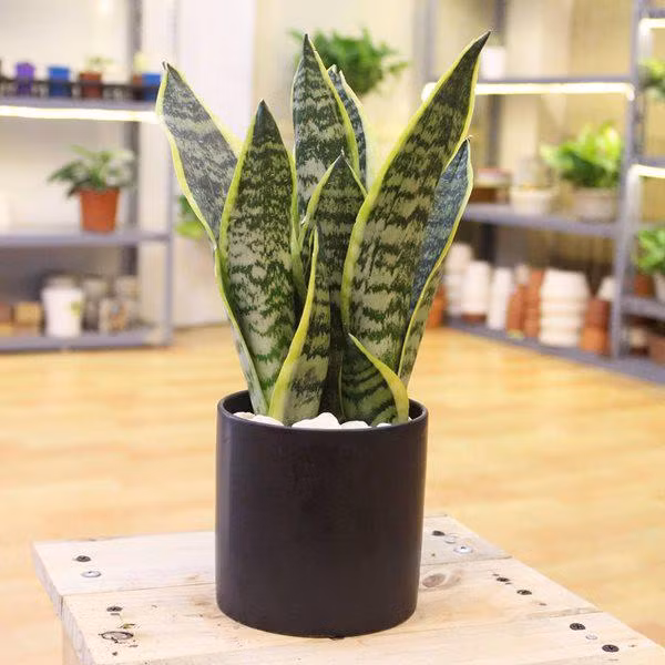 Cay luoi ho vua co tac dung hut doc to, phong thuy-Hinh-3