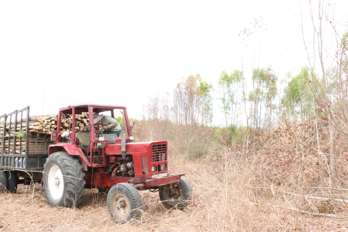 Nông dân phải khai thác tràm non vì thiếu nước, hàng trăm hecta tràm nhỏ tuổi chết hàng loạt