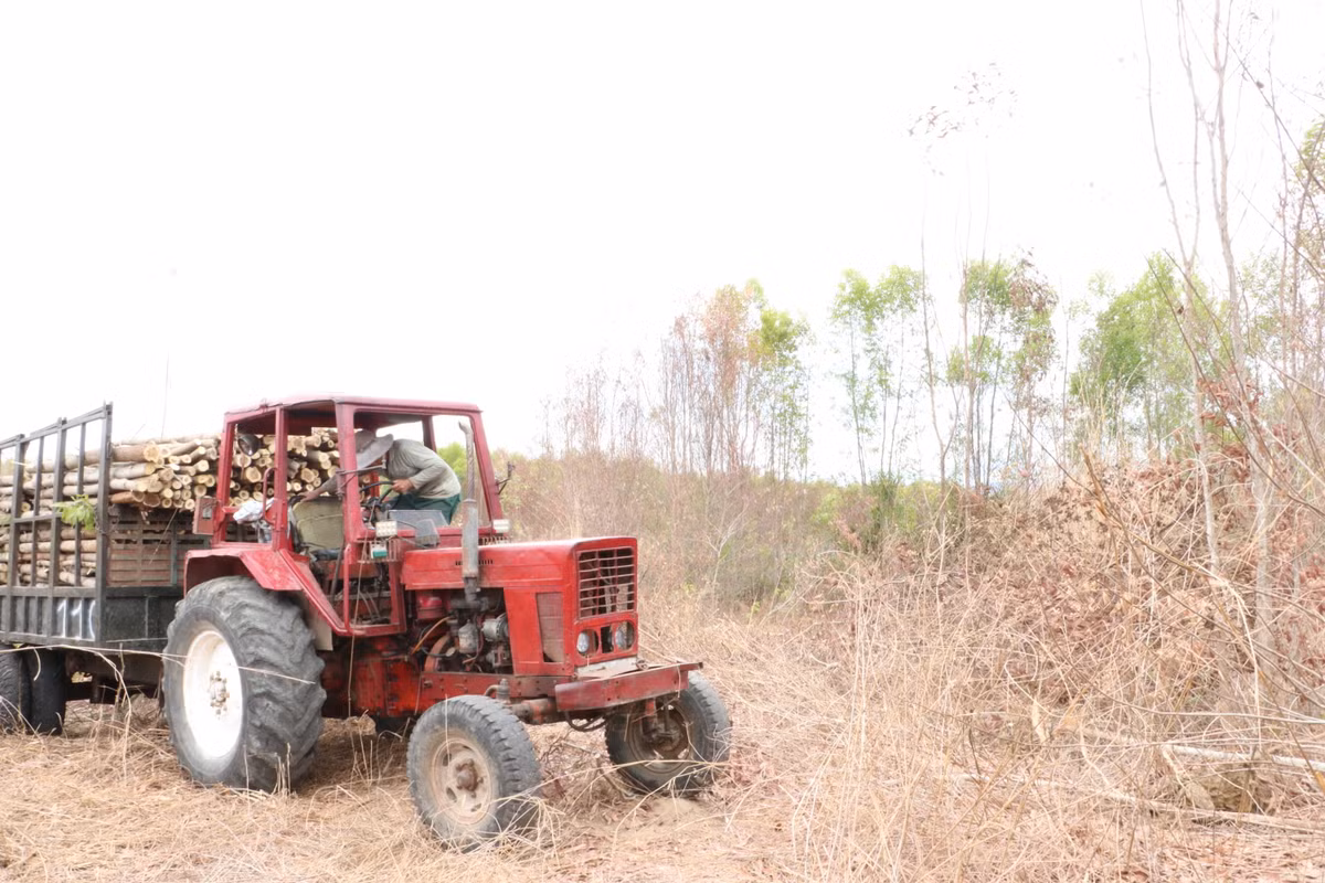 Nông dân phải khai thác tràm non vì thiếu nước, hàng trăm hecta tràm nhỏ tuổi chết hàng loạt