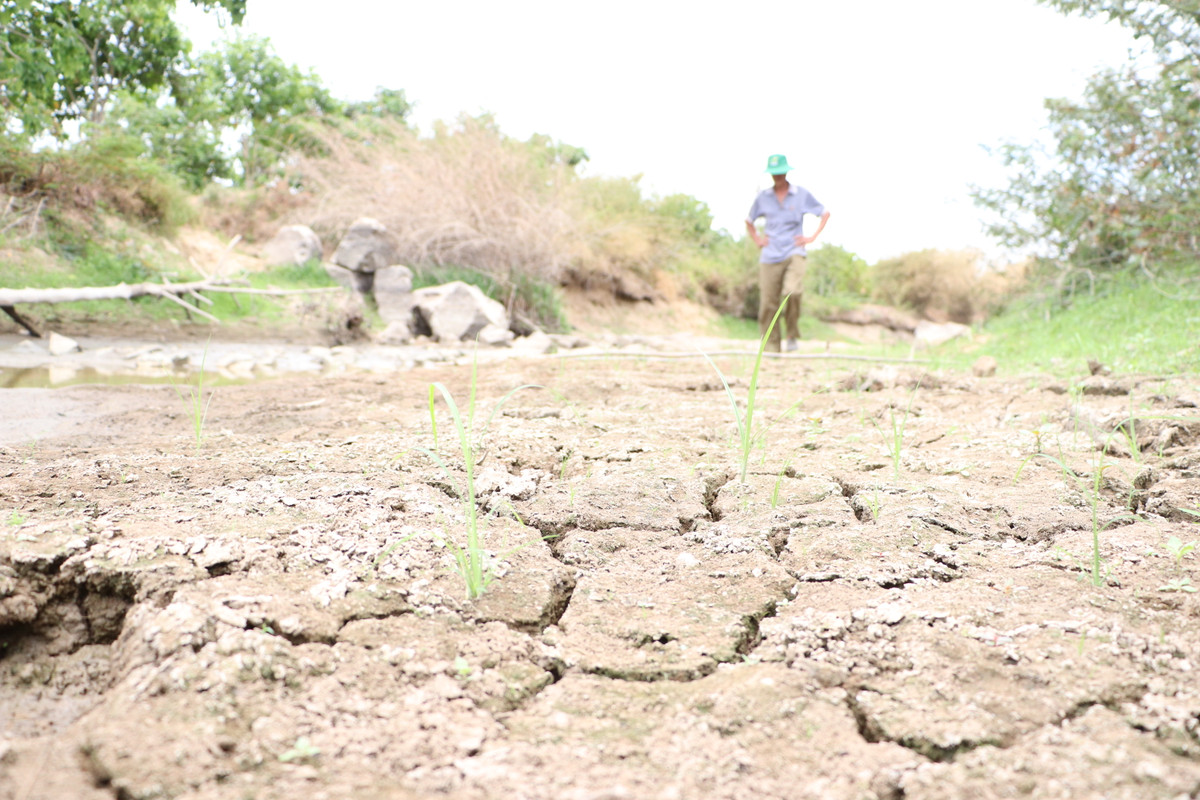 Ruộng đồng nứt nẻ trong sự bất lực của nông dân