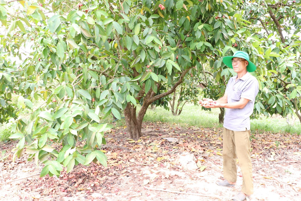 Cây rụng trái vì thiếu nước