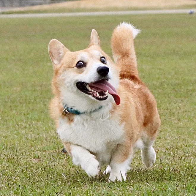 Chú chó nổi tiếng đình đám này có hẳn một tài khoản Instagram cá nhân tên @genthecorgi từ năm 2015. Tại đây, người chủ của nó thường xuyên chia sẻ những bức hình, khoảnh khắc thường ngày của "đại boss".