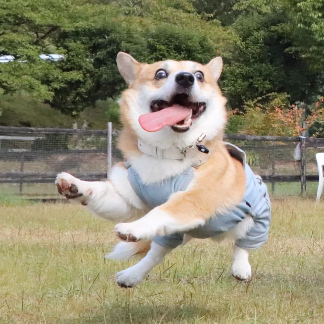 Mỗi ngày của chú chó Nhật Bản này bắt đầu từ 4:30 sáng. Gen sẽ dậy và sủa để đánh thức chủ nhân, rồi cả 2 đi dạo lúc 6h sáng. Sau đó ăn sáng lúc 7h và đi bộ thêm 30 phút nữa.