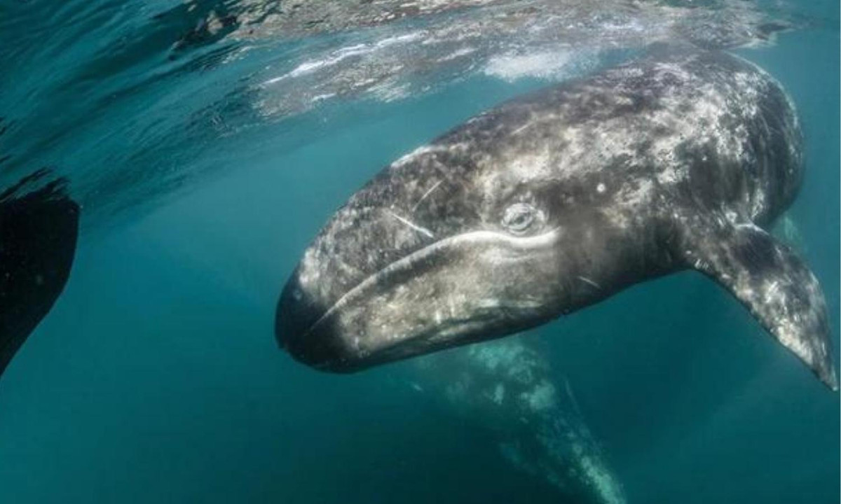 3. Hành trình di trú dài nhất thế giới: 3.000km là đoạn đường mà đàn linh dương đầu bò phải trải qua mỗi năm để tìm nguồn sống và thức ăn ở nơi tươi tốt của châu Phi, trong khi ở tuần lộc Bắc Mỹ là 5.000km. Và 22.500km là quãng đường từ phía đông biển Nga đến vùng biển Mexico và quay trở lại. (Nguồn: Discover Magazine)