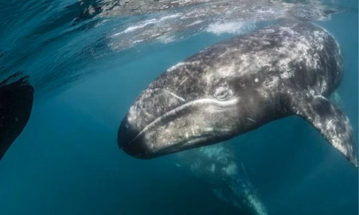 3. Hành trình di trú dài nhất thế giới: 3.000km là đoạn đường mà đàn linh dương đầu bò phải trải qua mỗi năm để tìm nguồn sống và thức ăn ở nơi tươi tốt của châu Phi, trong khi ở tuần lộc Bắc Mỹ là 5.000km. Và 22.500km là quãng đường từ phía đông biển Nga đến vùng biển Mexico và quay trở lại. (Nguồn: Discover Magazine)