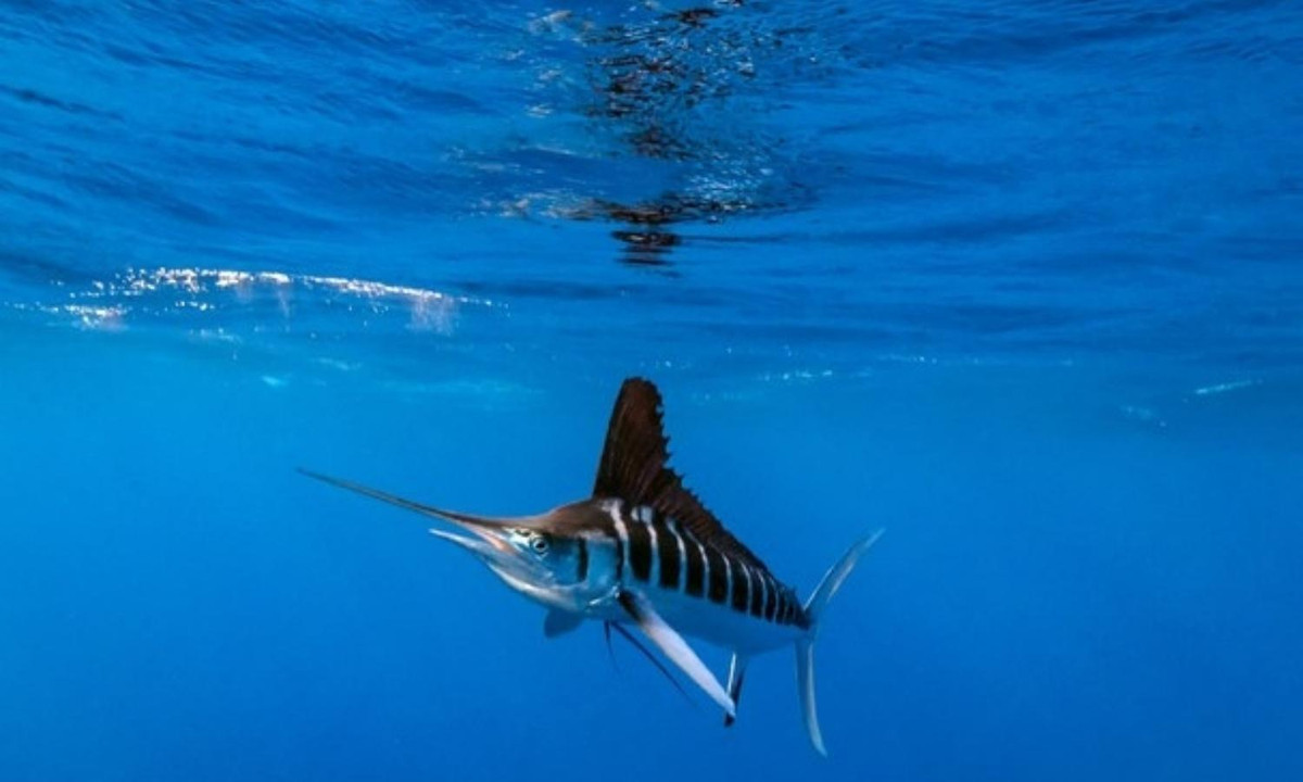 Trong họ nhà cá buồm thì cá cờ đen là "vua tốc độ" với khả năng tăng tốc cực đại lên đến 129km/h khi đi săn. (Nguồn: Toplist.vn)