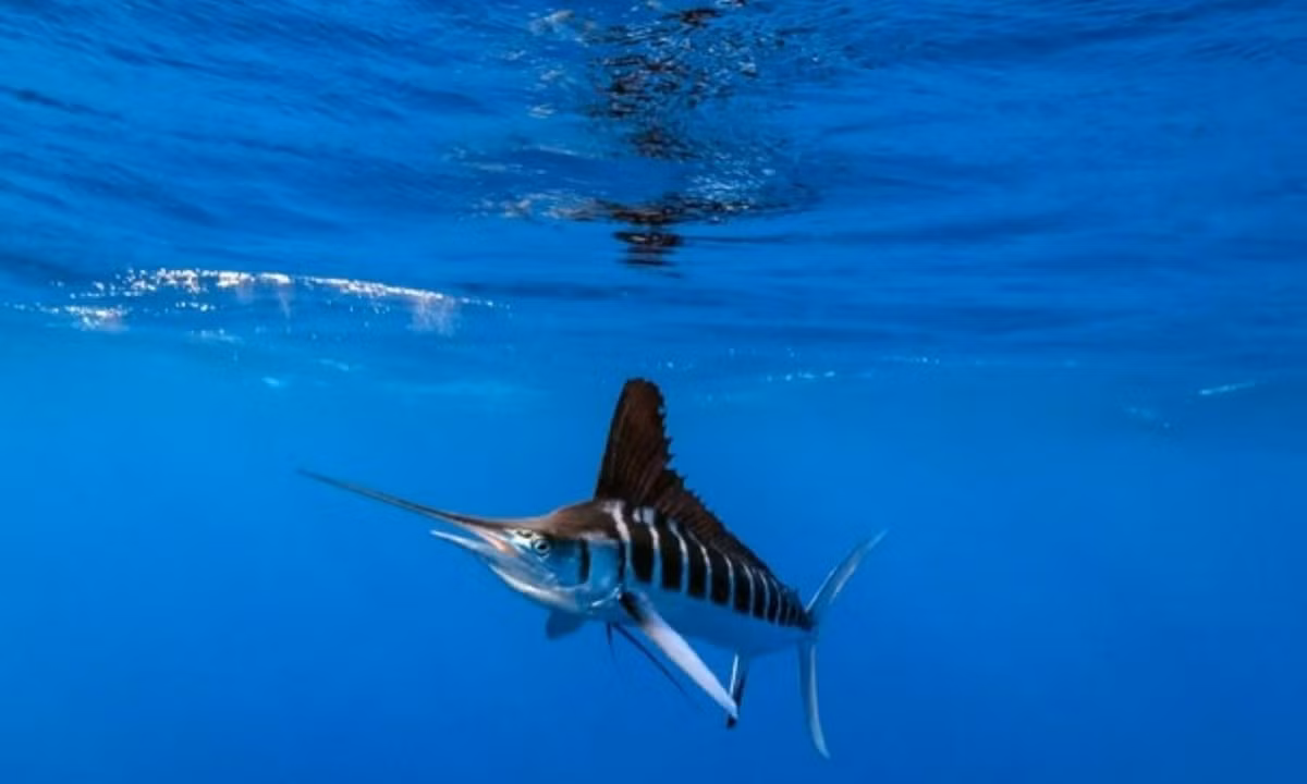 Trong họ nhà cá buồm thì cá cờ đen là "vua tốc độ" với khả năng tăng tốc cực đại lên đến 129km/h khi đi săn. (Nguồn: Toplist.vn)