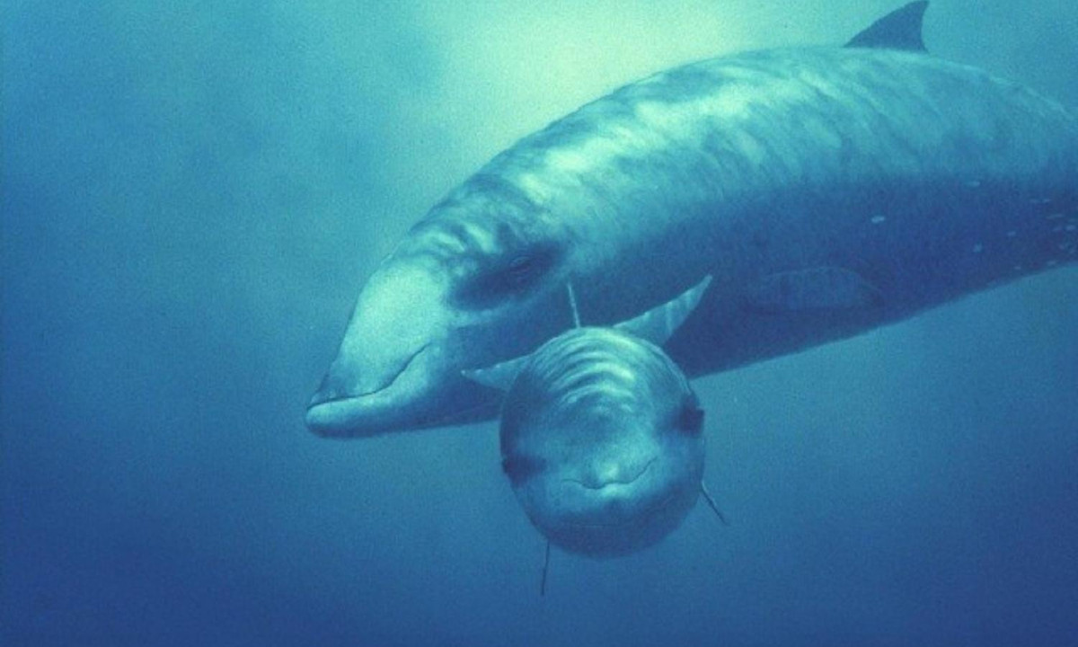 5. "Thợ lặn" sâu nhất đại dương: cho đến nay, sinh vật lặn sâu nhất từng được các nhà khoa học ghi nhận là cá voi mõm khoằm Cuvier. Chúng có thể lặn ở độ sâu 2.992m, với thời lượng nhịn thở khoảng 138 phút, cũng là sinh vật có khả năng nhịn thở lâu thứ hai trong thế giới đại dương từng được ghi nhận. (Nguồn: Tiền phong)