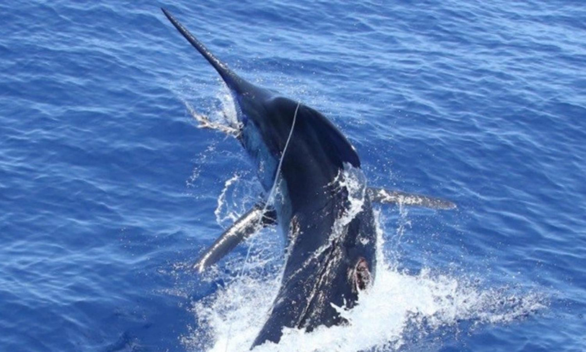 4. Tay bơi cự phách nhất đại dương: danh hiệu này thuộc về các loài họ cá cờ. Nặng hơn 120kg và dài hơn 3m, loài cá này có thể đạt tốc độ kỷ lục là 120km/h (tương đương 33 mét/giây). (Nguồn: An Phú Pet) 