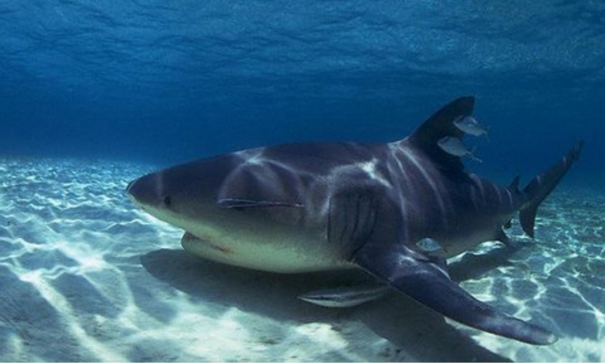 Chúng cũng là loài có tập tính bảo vệ lãnh thổ cao. Chính bởi lý do này, nhiều người có thể đã vô tình kích động cá mập bò mà không hề hay biết. (Nguồn: Vietnamnet). 