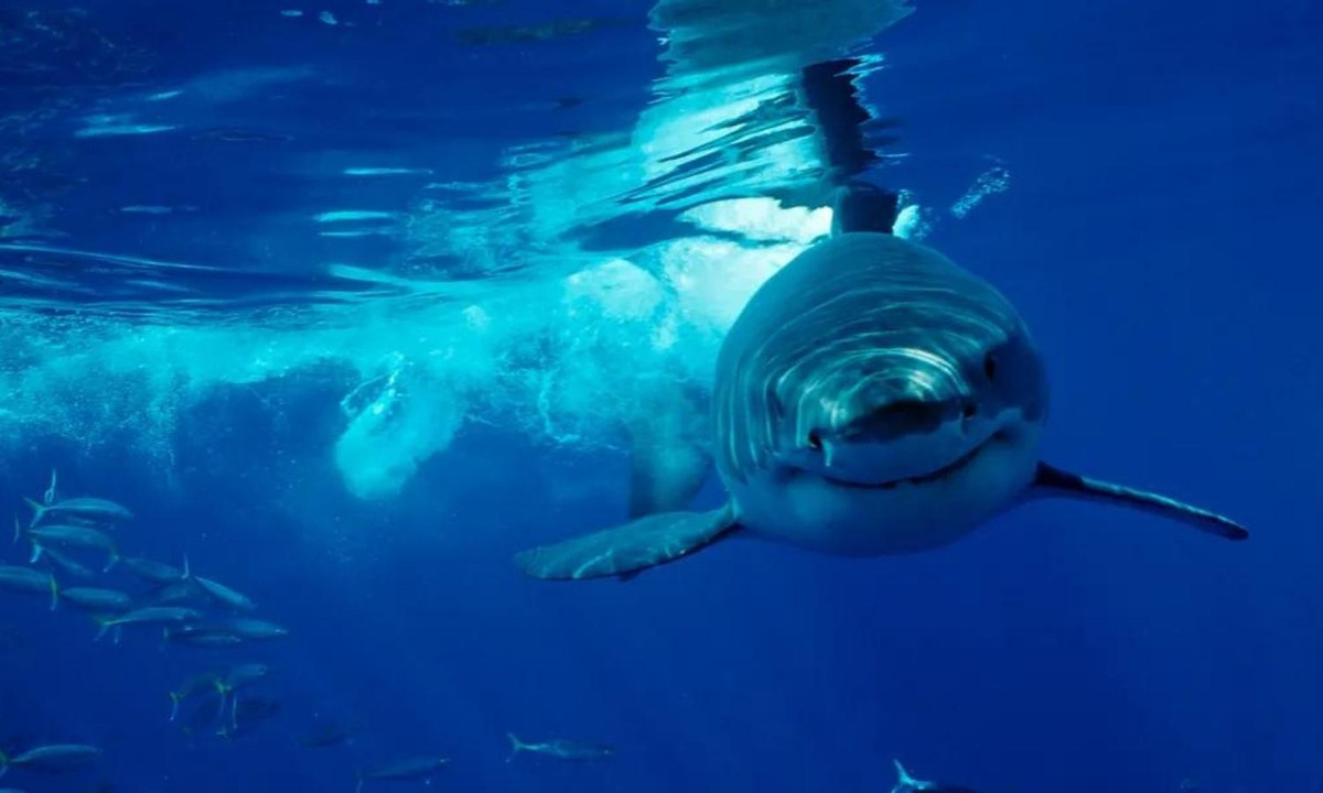 Tuy nhiên chúng không hề thích ăn thịt người. Trái lại, món khoái khẩu của loài cá mập này là hải cẩu và sư tử biển. (Nguồn: VnReview)