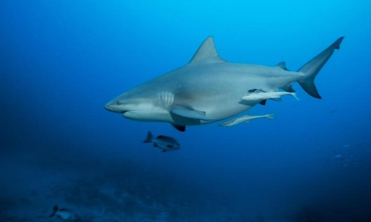 3. Cá mập bò: trở nên nguy hiểm vì chúng có nhiều khả năng tiếp xúc với con người hơn một số loài cá mập khác trong danh sách. Chúng có thể sống ở cả lưu vực nước mặn, nước ngọt, và thậm chí có thể tiến sát vào vùng nước nông - nơi thường xuyên có sự xuất hiện của con người. (Nguồn: Thegioidongvat.Co).