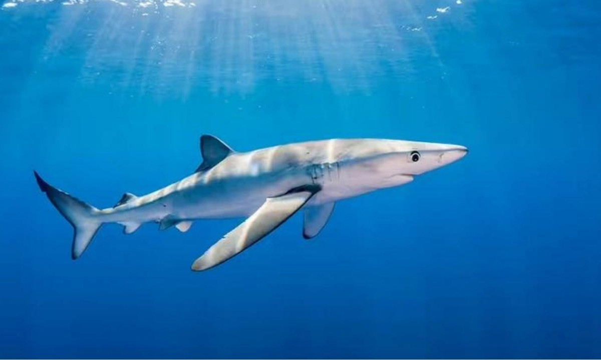 Tuy nhiên, cá mập xanh cũng được coi là một mối đe dọa với con người nếu chẳng may bắt gặp chúng giữa biển sâu. (Nguồn: Dân trí).