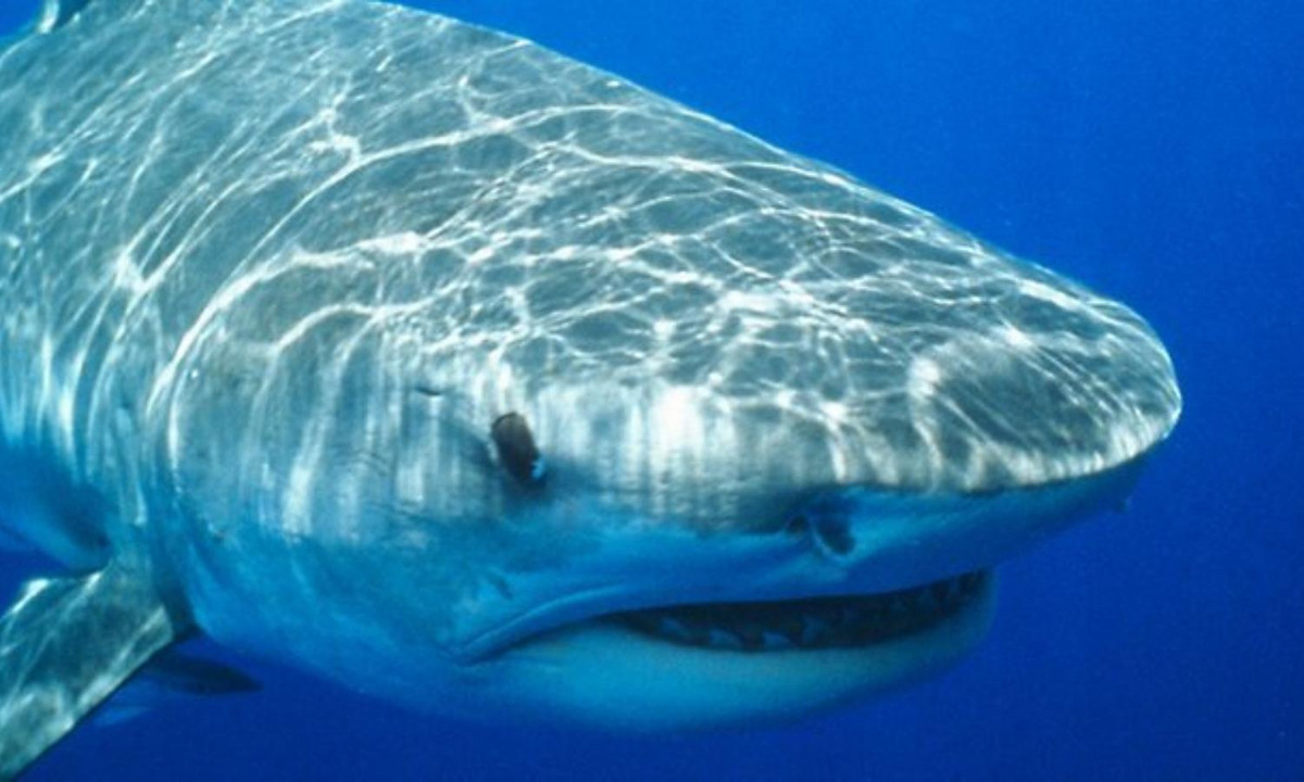 Những chiếc răng nhọn hoắt của cá mập hổ có thể đâm thủng và xé toạc con mồi chỉ trong vài giây. (Nguồn: Vietnamnet) 