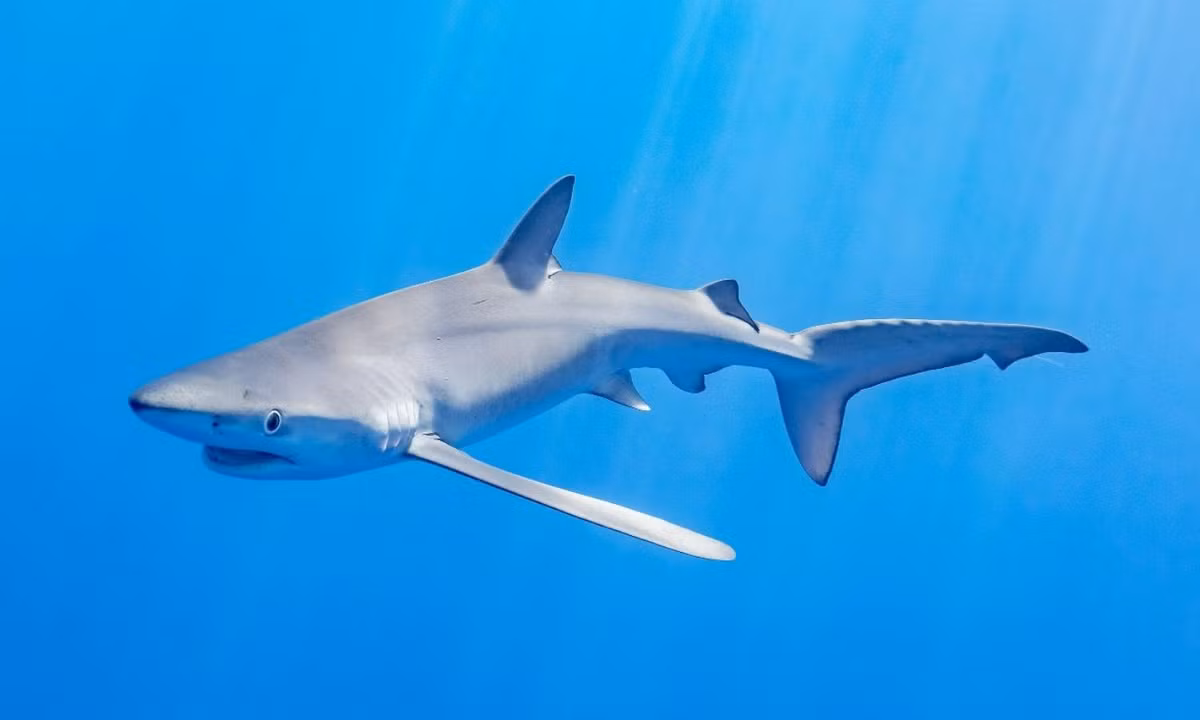 5. Cá mập xanh: rất ít khi được bắt gặp ở những bãi biển. Chúng ưa thích vùng nước sâu ít nhất là 350 mét, nơi chúng dễ dàng tìm thấy món ăn ưa thích gồm cá trích, cá mòi, và các động vật không xương sống như mực, bạch tuộc. (Nguồn: Pronews).