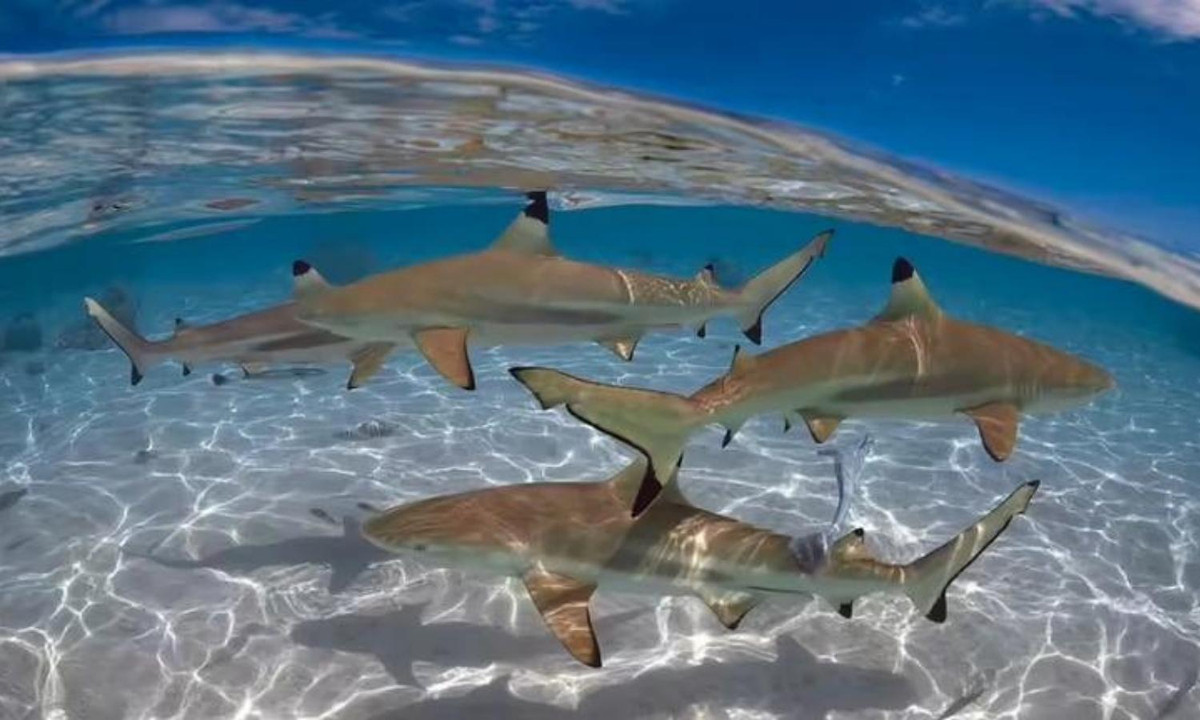 Tuy nhiên, điều kỳ lạ là chúng dường như chỉ cắn, chứ không hề giết hại con người. Bằng chứng là cho đến nay đã có 41 vụ tấn công người được ghi nhận bởi cá mập đầu đen, nhưng không có trường hợp tử vong nào. (Nguồn: Dân trí).