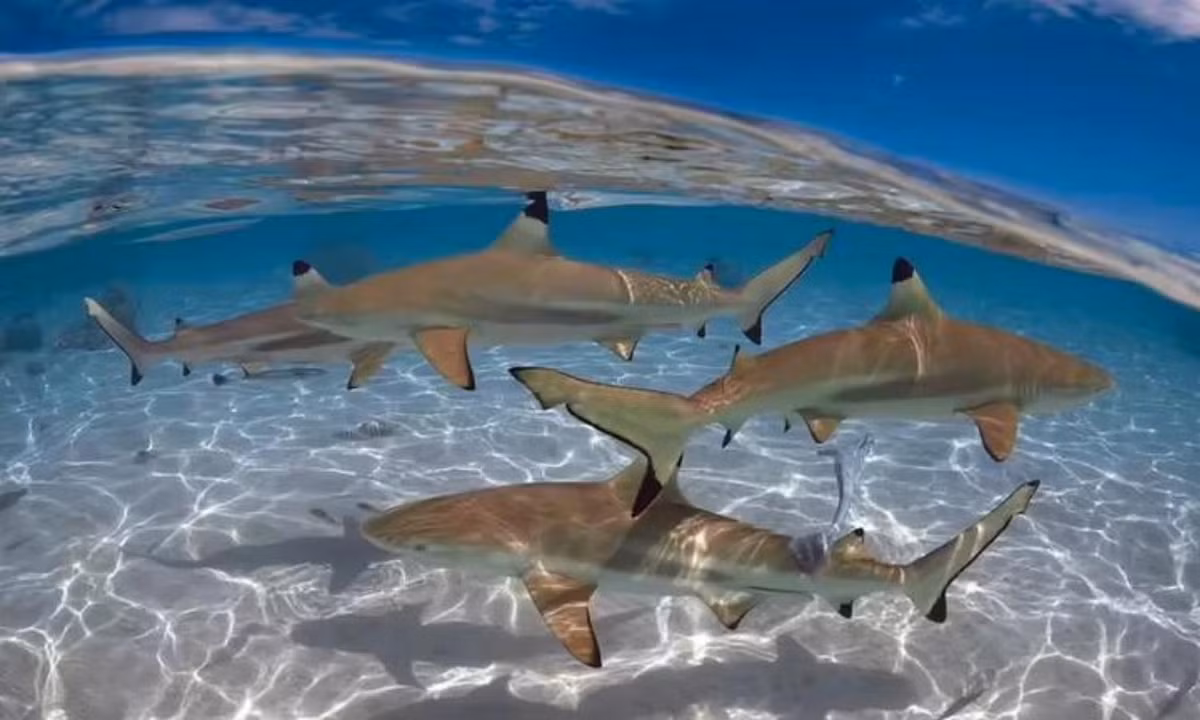 Tuy nhiên, điều kỳ lạ là chúng dường như chỉ cắn, chứ không hề giết hại con người. Bằng chứng là cho đến nay đã có 41 vụ tấn công người được ghi nhận bởi cá mập đầu đen, nhưng không có trường hợp tử vong nào. (Nguồn: Dân trí).