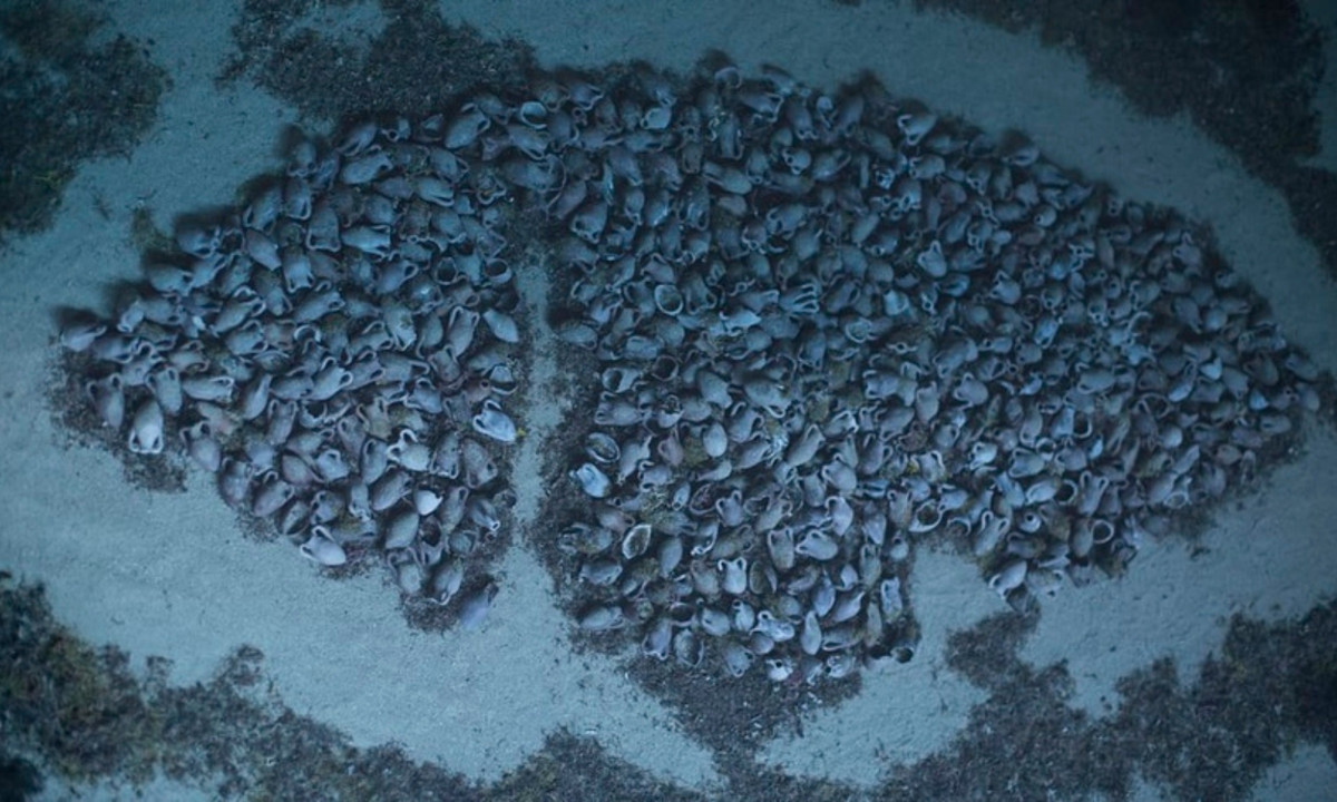 Xác tàu đắm La Mã ở Sicily (Italy) được tìm thấy ở độ sâu 92 m, có niên đại hơn 2.000 năm. Phát hiện góp phần hé lộ về thương mại hàng hóa cũng như cuộc sống trên tàu và mối quan hệ giữa các dân cư ven biển Địa Trung Hải. (Nguồn: CNN)