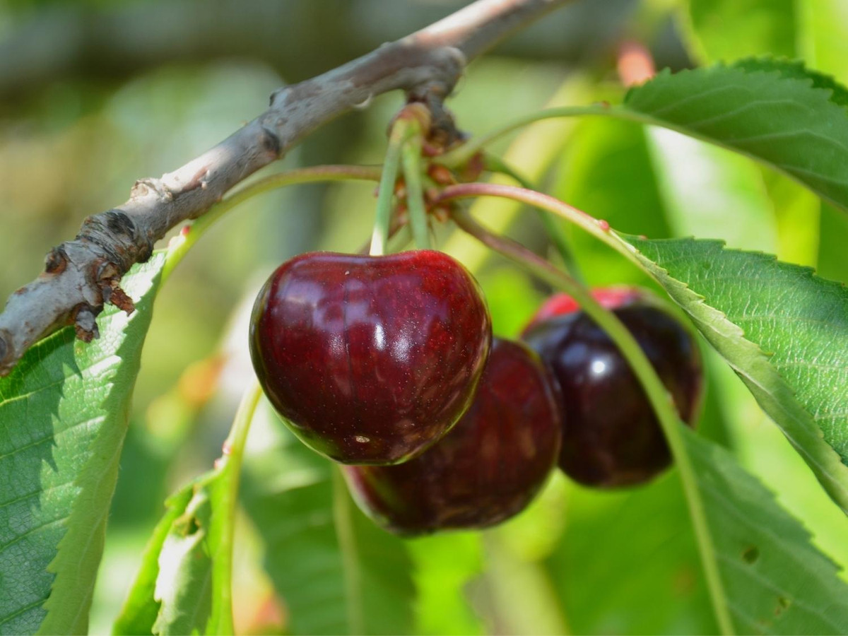 4. Anh đào dại: có độc tính tương tự như anh đào đen. Tuy nhiên chúng có màu đỏ cam hoặc đỏ tím đẹp mắt không khác gì anh đào thông thường. Nếu vô tình ăn phải loại trái cây này có thể bạn sẽ mất mạng trước khi về đến nhà. (Nguồn: wikiwand.com)