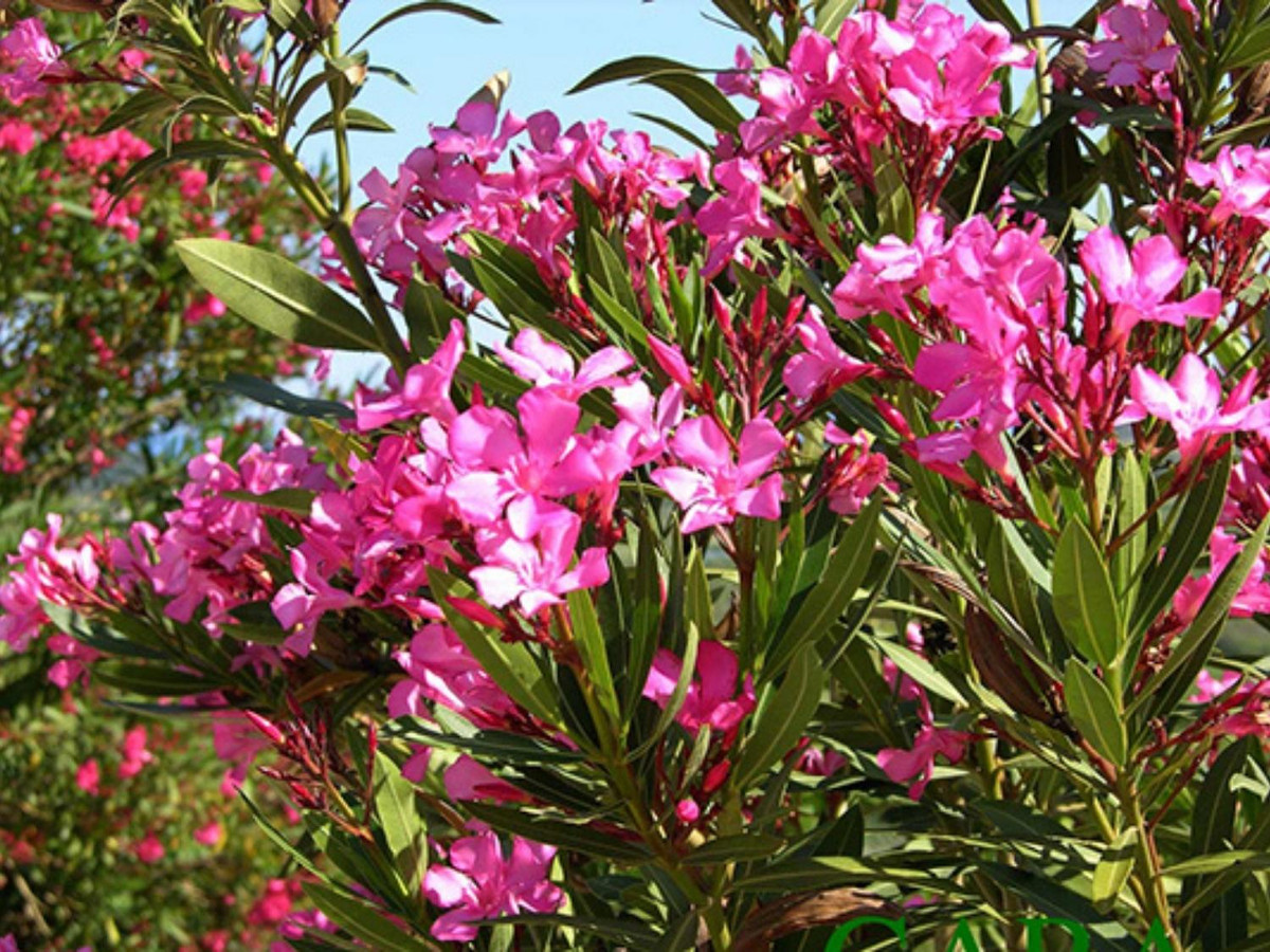 9. Cây trúc đào: đừng bị vẻ đẹp của hoa đánh lừa và nghĩ rằng chúng vô hại. Nhựa của loại cây này gây dị ứng, buồn nôn. Nghiêm trọng là chất độc này có thể gây loạn nhịp tim dẫn đến chết người. (Nguồn: khuvuonxanh.net)