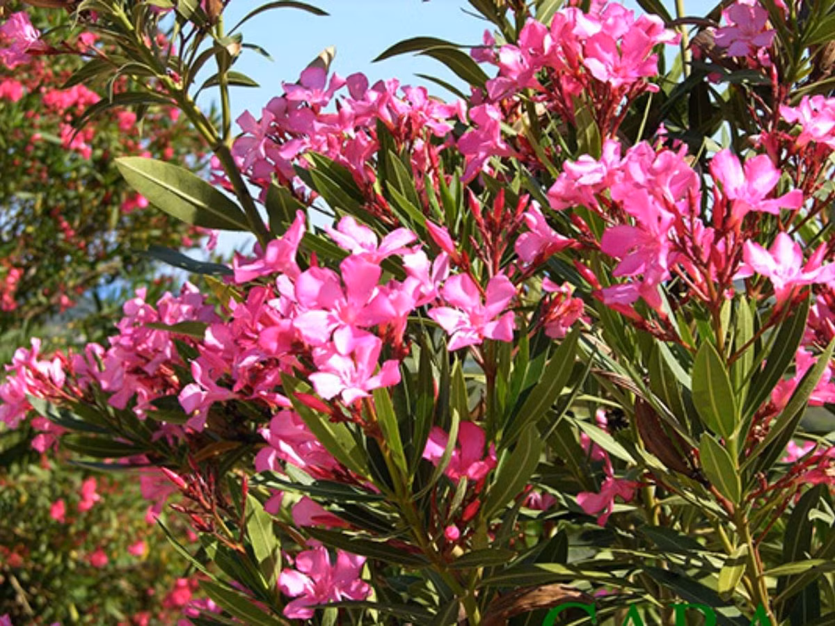 9. Cây trúc đào: đừng bị vẻ đẹp của hoa đánh lừa và nghĩ rằng chúng vô hại. Nhựa của loại cây này gây dị ứng, buồn nôn. Nghiêm trọng là chất độc này có thể gây loạn nhịp tim dẫn đến chết người. (Nguồn: khuvuonxanh.net)