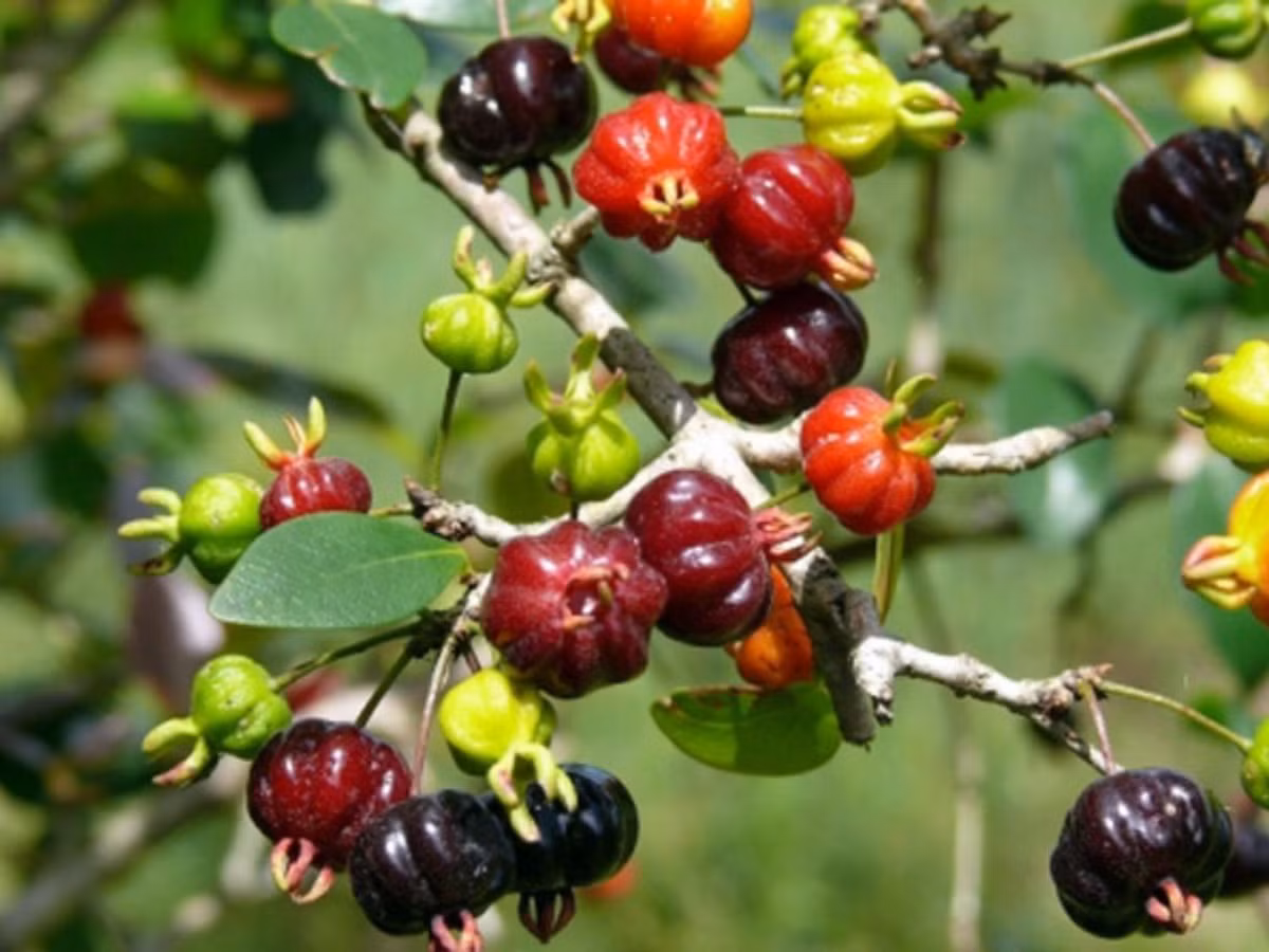 3. Anh đào đen: mọc dại trong rừng rất nhiều. Vẻ ngoài của chúng tương tự như việt quất nhưng độc tính cực kì dữ dội. Nếu ăn từ 2 – 5 trái chắc chắn sẽ mất mạng. (Nguồn: danviet.vn)