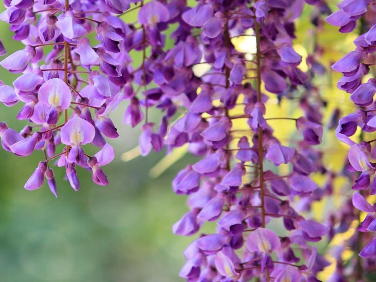 5. Quả cây tử đằng: loại hoa này sở hữu vẻ đẹp mong manh nhưng vỏ và trái cây rất độc. Bên trong quả chứa hàm lượng lớn glycoside đủ để bạn khó thở và tử vong nếu vô tình ăn phải. (Nguồn: internet)