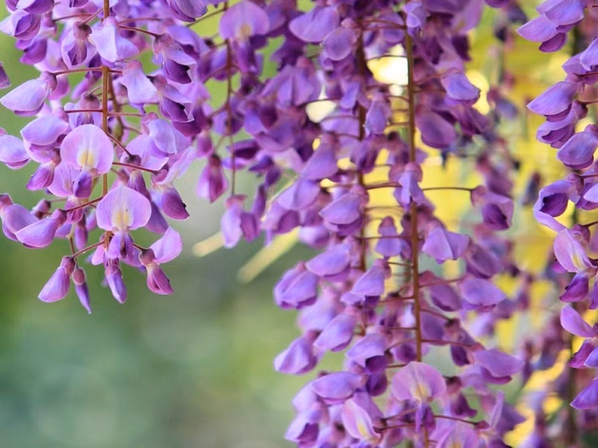 5. Quả cây tử đằng: loại hoa này sở hữu vẻ đẹp mong manh nhưng vỏ và trái cây rất độc. Bên trong quả chứa hàm lượng lớn glycoside đủ để bạn khó thở và tử vong nếu vô tình ăn phải. (Nguồn: internet)