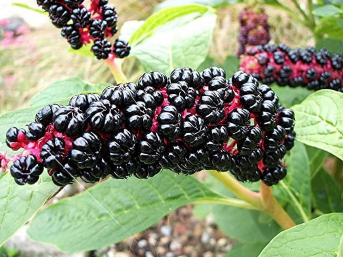 2. Quả thương lục Mỹ: mức độ độc hại của loài quả này rất cao, nếu ăn từ 5 – 10 trái trở lên sẽ xuất hiện tình trạng tiêu chảy, nôn mửa. Người đã ăn trái thương lục và không được xử lý kịp thời chắc chắn sẽ chết. (Nguồn: vinmec.com).