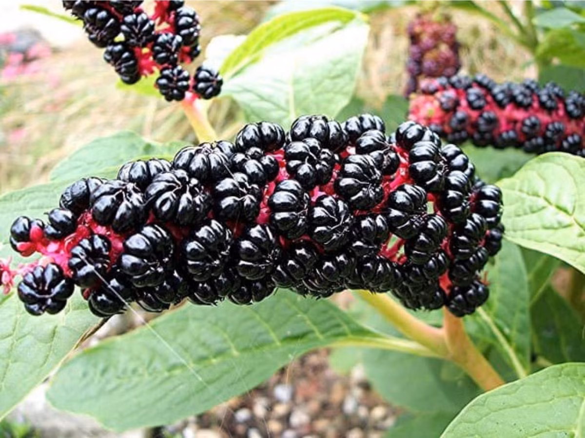 2. Quả thương lục Mỹ: mức độ độc hại của loài quả này rất cao, nếu ăn từ 5 – 10 trái trở lên sẽ xuất hiện tình trạng tiêu chảy, nôn mửa. Người đã ăn trái thương lục và không được xử lý kịp thời chắc chắn sẽ chết. (Nguồn: vinmec.com).