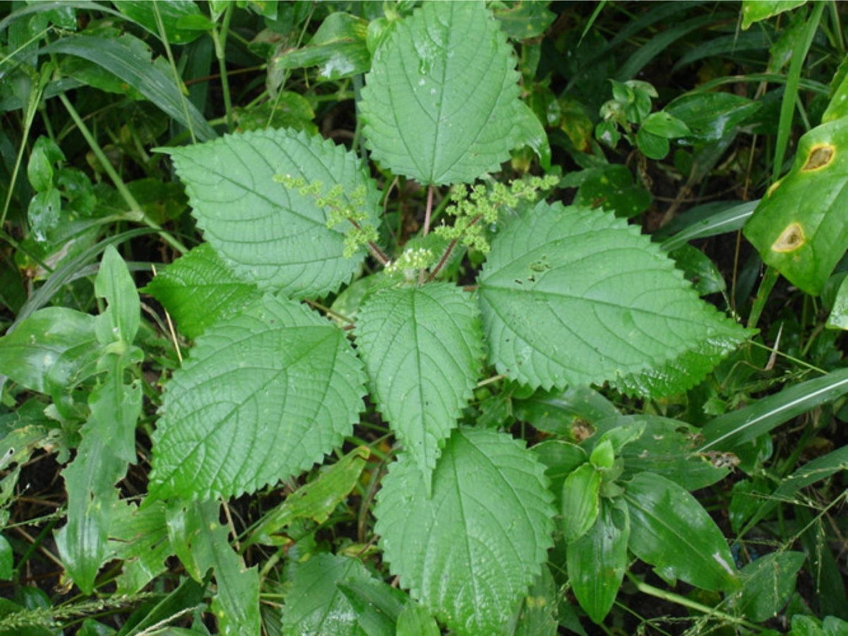 8. Cây lá han: thường mọc ở các bờ suối và bụi rậm. Đặc điểm của cây là lá bản to, nhiều răng cưa và gây ngứa khi vô tình quệt phải. Nếu được xử lý nhanh chóng sẽ không bị dị ứng hay nhiễm trùng. Nhưng nếu gặp phải vùng da có vết thương hở sẽ lở loét, đau buốt và nghiêm trọng hơn là tử vong. (Nguồn: hoasenhome.vn)