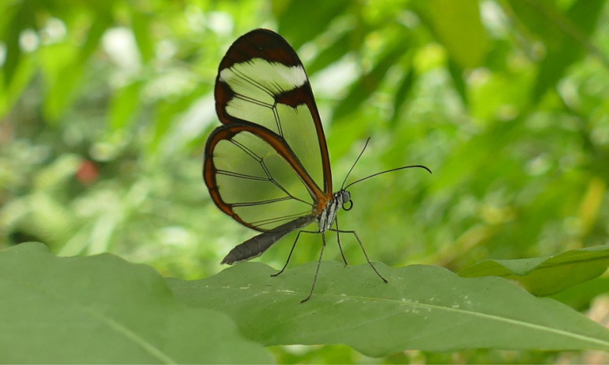 3. Bướm cánh thủy tinh: được tìm thấy ở trung tâm nước Mỹ. Đôi cánh của chúng hoàn toàn trong suốt như thủy tinh giúp chúng có thể trốn khỏi những kẻ săn mồi. (Nguồn: Toplist.vn)