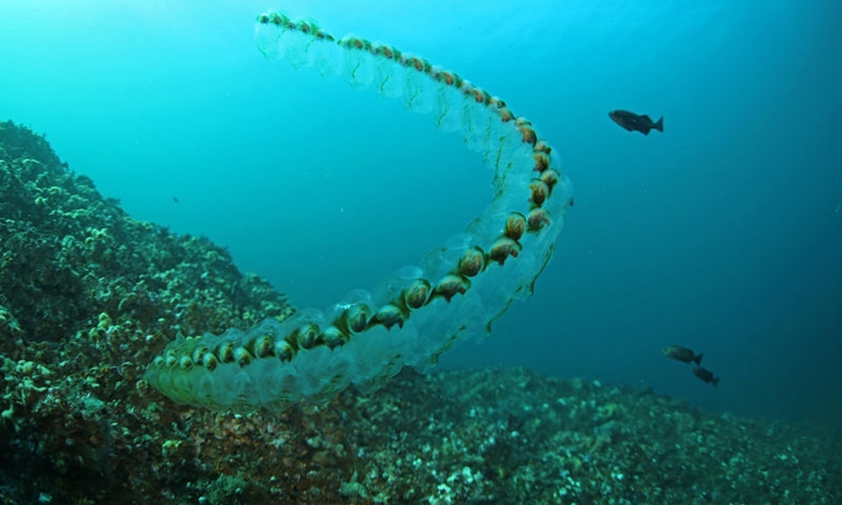 9. Salp: là một loài sinh vật biển có thân trong suốt giống như thạch, sinh sống ở những vùng biển lạnh, thường liên kết thành một chuỗi dài hoặc sống đơn lẻ tùy vào từng chu kì. (Nguồn: Toplist.vn)