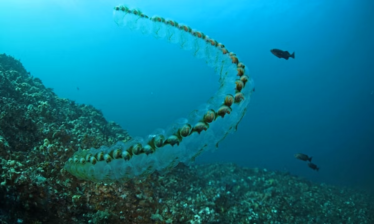 9. Salp: là một loài sinh vật biển có thân trong suốt giống như thạch, sinh sống ở những vùng biển lạnh, thường liên kết thành một chuỗi dài hoặc sống đơn lẻ tùy vào từng chu kì. (Nguồn: Toplist.vn)