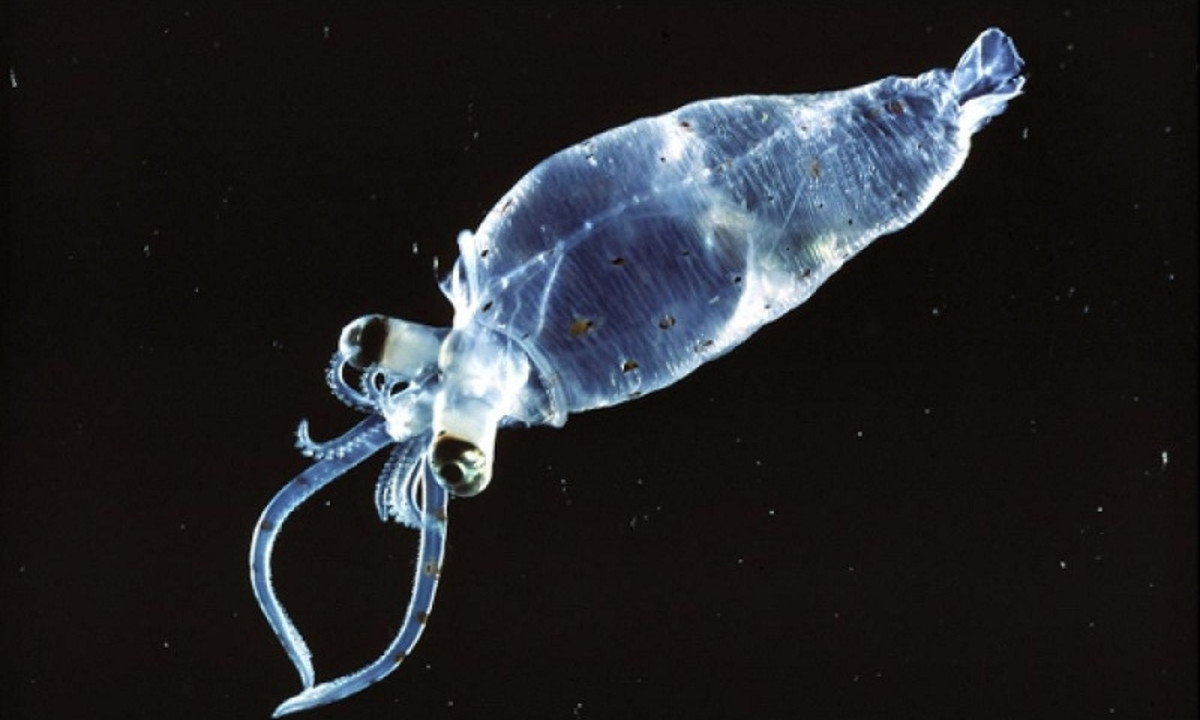 4. Mực thủy tinh: là 1 trong những loài sinh vật kỳ dị những có vẻ đẹp kỳ lạ sống dưới các vực nước biển sâu. Mực thủy tinh phát quang sinh học nhờ vào các cơ quan ánh sáng ở đôi mắt. (Nguồn: Tép Bạc) 