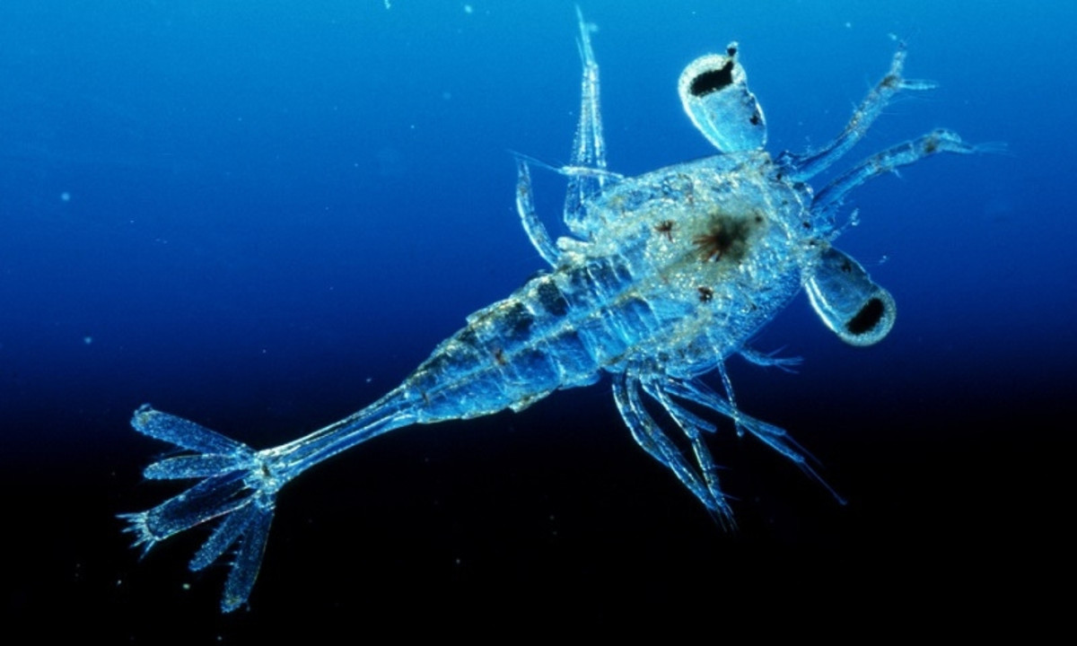 8. Tôm ấu trùng: tìm thấy ở các vùng biển xung quanh Hawaii. Điều kì lạ ở loài động vật này đó chính là sau khi giao phối, toàn bộ số trứng sẽ được con cái chăm sóc, bảo vệ bằng một cái túi trong suốt ở bên bụng. (Nguồn: thegioidongvat.co)