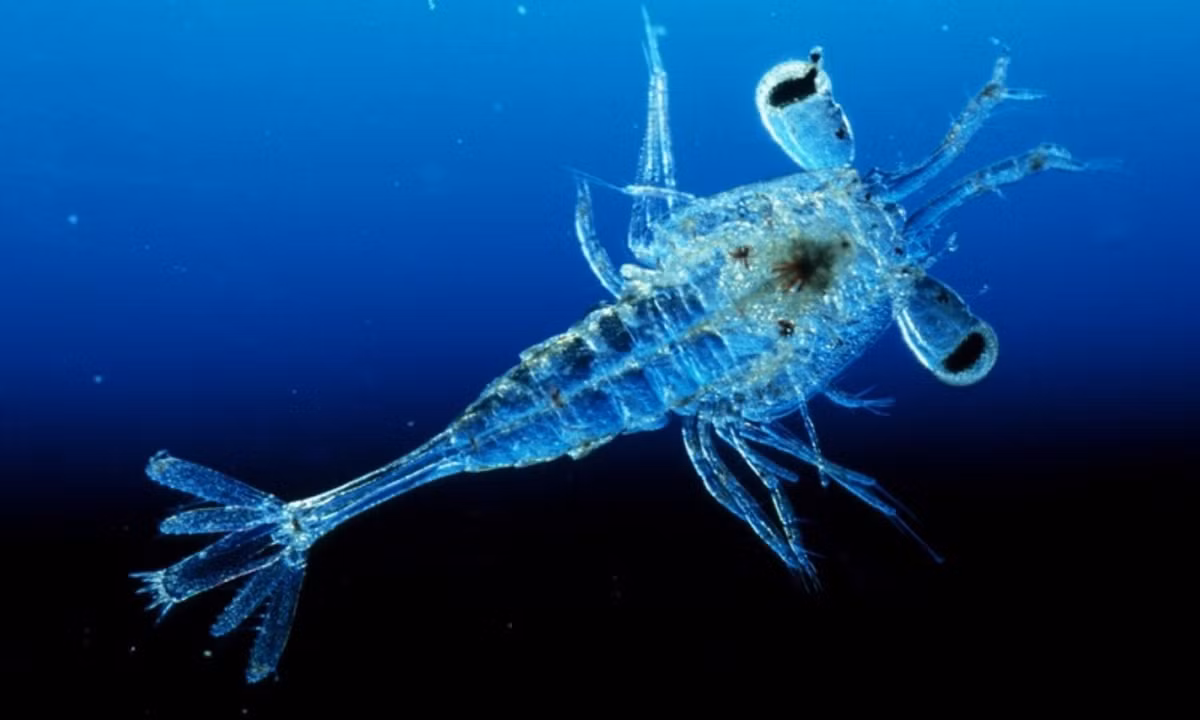 8. Tôm ấu trùng: tìm thấy ở các vùng biển xung quanh Hawaii. Điều kì lạ ở loài động vật này đó chính là sau khi giao phối, toàn bộ số trứng sẽ được con cái chăm sóc, bảo vệ bằng một cái túi trong suốt ở bên bụng. (Nguồn: thegioidongvat.co)