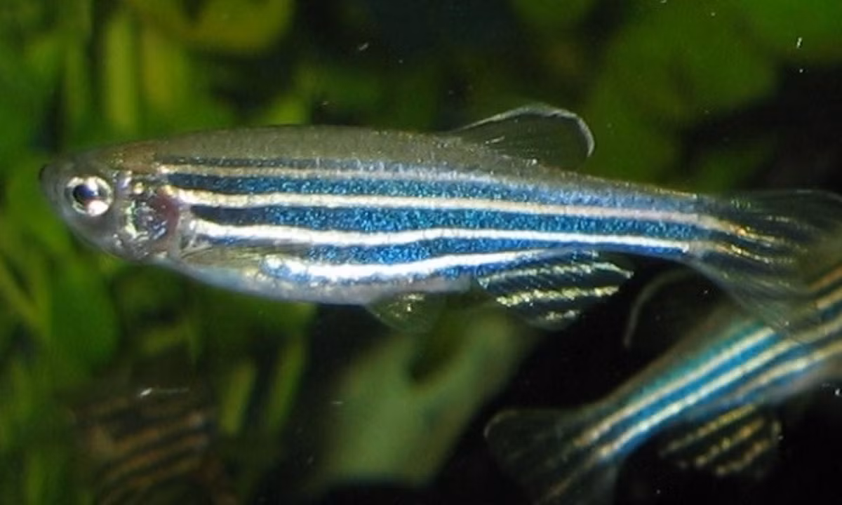 Các nhà khoa học rất quan tâm đến loài cá này và thường sử dụng để nghiên cứu, bởi vì thông qua cơ thể trong suốt của chúng, họ có thể nhìn thấy sự chuyển biến của các mầm bệnh và dễ dàng chữa khỏi. (Nguồn: wikipedia.org)