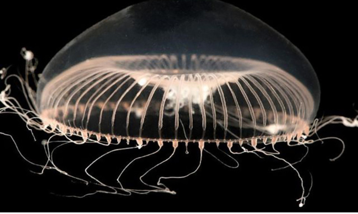 10. Sứa: có kích thước đa dạng, con to có thể lớn như cơ thể người trưởng thành, con nhỏ chỉ bằng đầu kim.