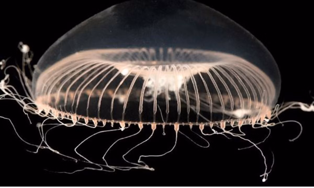 10. Sứa: có kích thước đa dạng, con to có thể lớn như cơ thể người trưởng thành, con nhỏ chỉ bằng đầu kim.