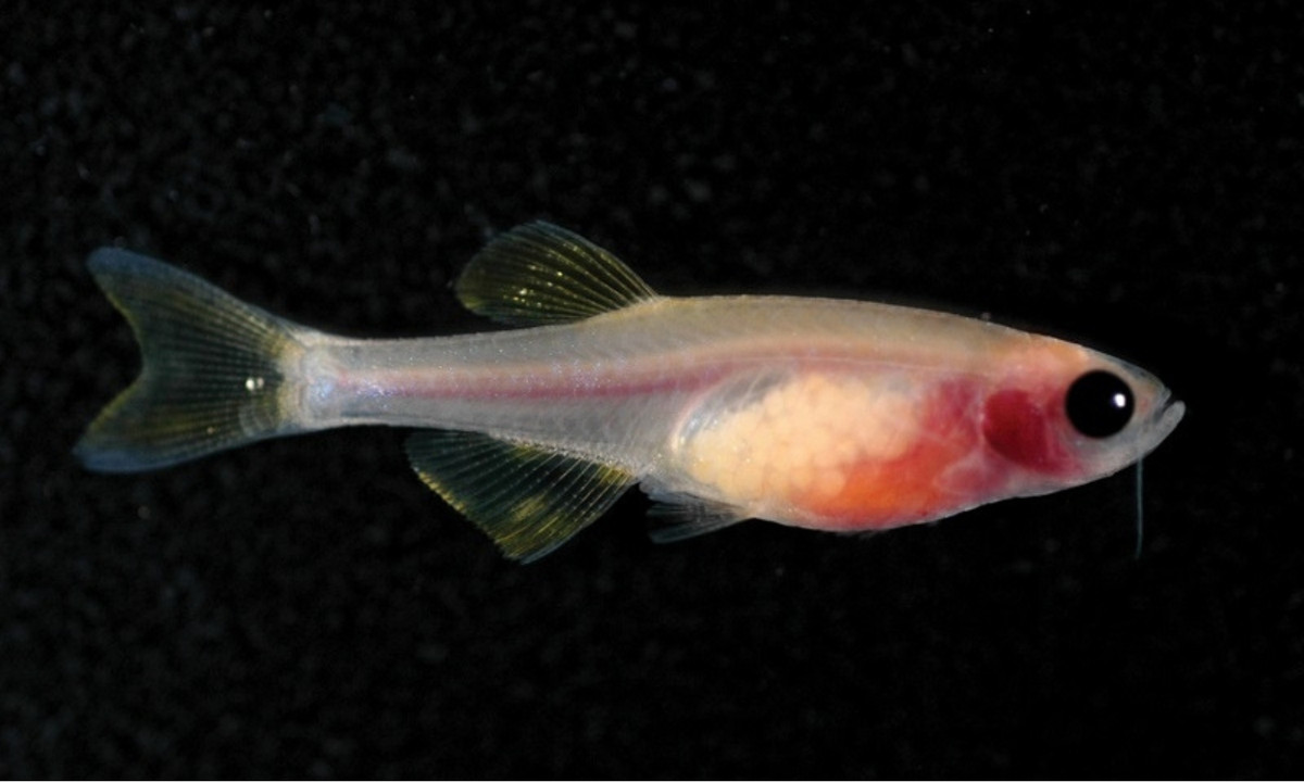 5. Cá ngựa vằn trong suốt: là một giống cá nước ngọt sống ở vùng nhiệt đới, được biết đến nhiều hơn với vai trò là một giống cá cảnh. (Nguồn: carolina.com)