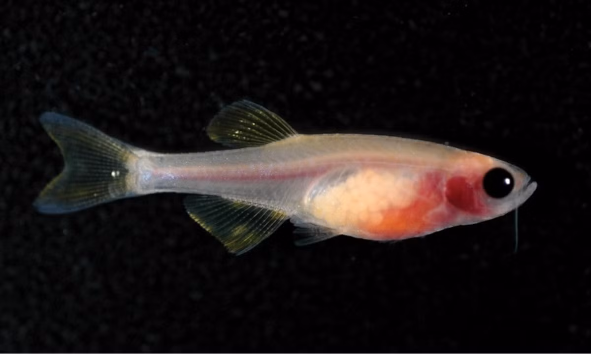 5. Cá ngựa vằn trong suốt: là một giống cá nước ngọt sống ở vùng nhiệt đới, được biết đến nhiều hơn với vai trò là một giống cá cảnh. (Nguồn: carolina.com)