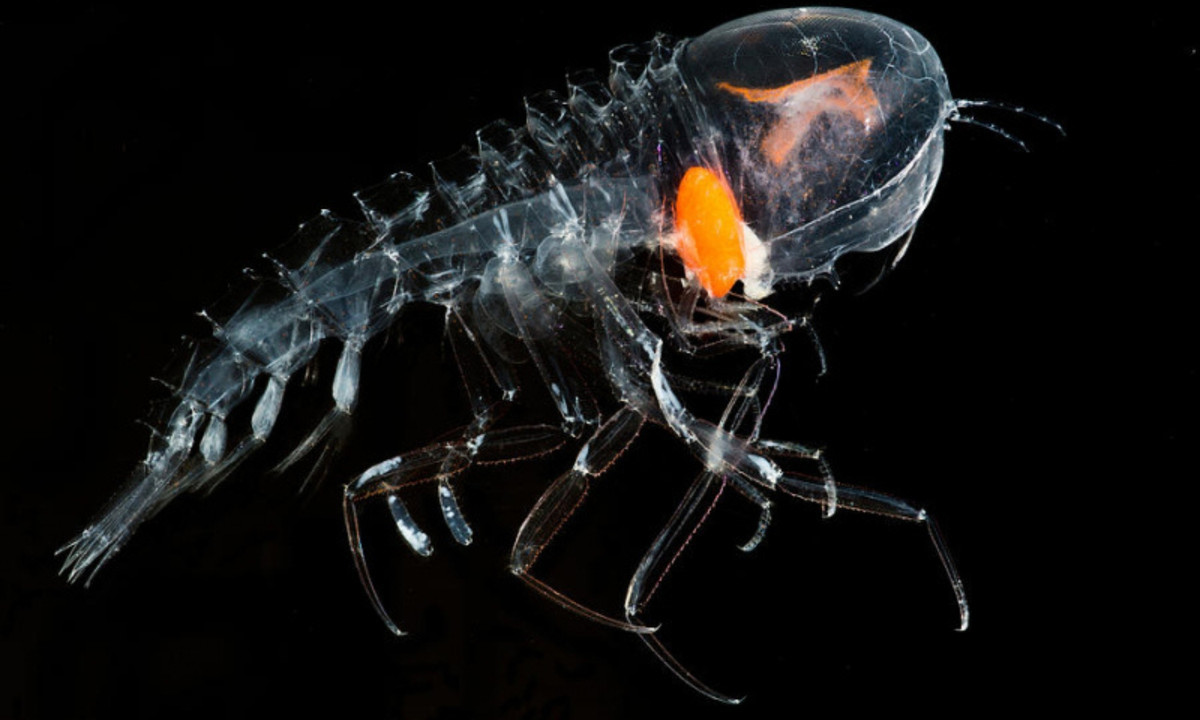 7. Bọ biển trong suốt: có đôi mắt to giống như chiếc mũ bảo hiểm được gắn trên đỉnh đầu của chúng. Đặc điểm nổi bật nhất của loài này chính là thân hình giống như con côn trùng (bọ) trên cạn phóng to tuy nhiên nó lại trong suốt như thủy tinh. (Nguồn: Tép Bạc)