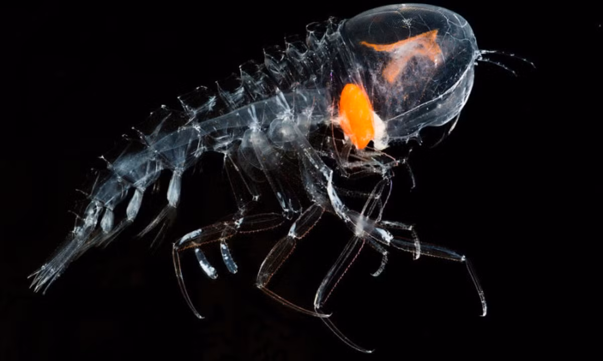 7. Bọ biển trong suốt: có đôi mắt to giống như chiếc mũ bảo hiểm được gắn trên đỉnh đầu của chúng. Đặc điểm nổi bật nhất của loài này chính là thân hình giống như con côn trùng (bọ) trên cạn phóng to tuy nhiên nó lại trong suốt như thủy tinh. (Nguồn: Tép Bạc)