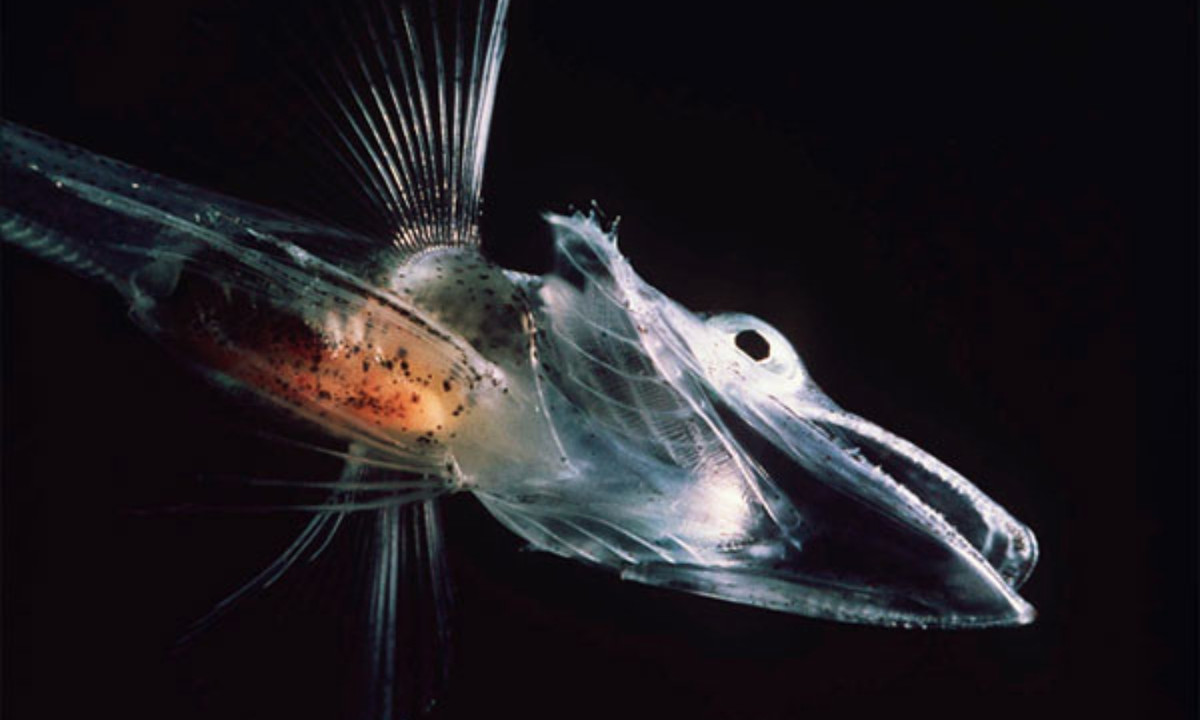 6. Cá băng: còn được gọi là cá sấu trắng, có đôi mắt lớn và những chiếc răng dài sắc nhọn. Dù chúng có thân hình trong suốt và có kích thước nhỏ bé nhưng lại là loài cá có khả năng sinh tồn mạnh mẽ khi có thể sống ung dung ở vùng đất băng giá nhất thế giới. (Nguồn: KhoaHoc.tv)