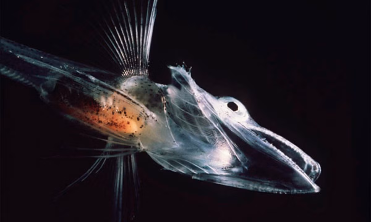 6. Cá băng: còn được gọi là cá sấu trắng, có đôi mắt lớn và những chiếc răng dài sắc nhọn. Dù chúng có thân hình trong suốt và có kích thước nhỏ bé nhưng lại là loài cá có khả năng sinh tồn mạnh mẽ khi có thể sống ung dung ở vùng đất băng giá nhất thế giới. (Nguồn: KhoaHoc.tv)