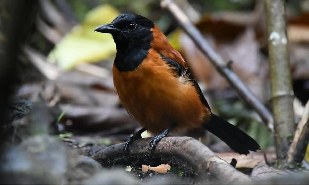 Lý do tại sao pitohui lại có độc vẫn chưa được xác định. (Nguồn: Genk)